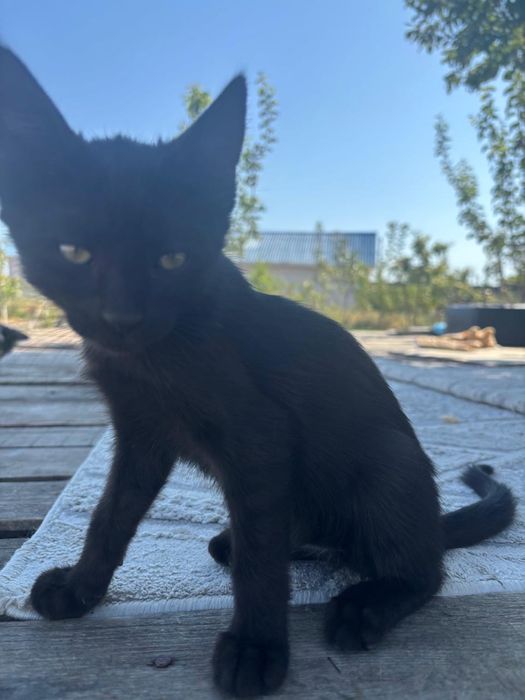 Котята в добрые руки бесплатно