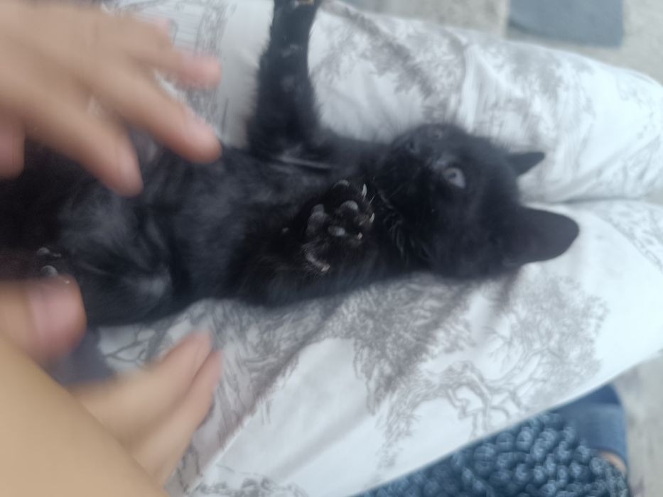 Кот,  Мысық еркек