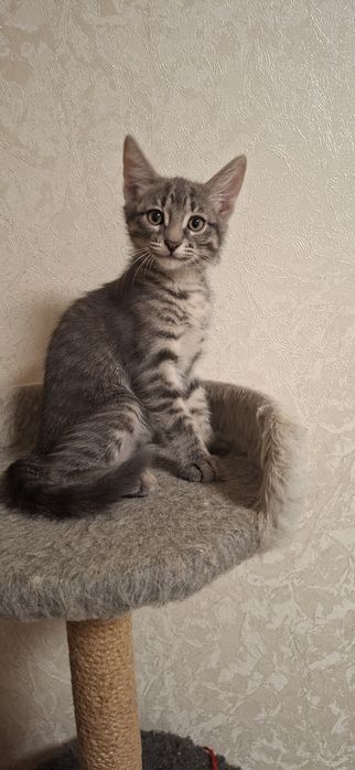 Милые котята в добрые руки