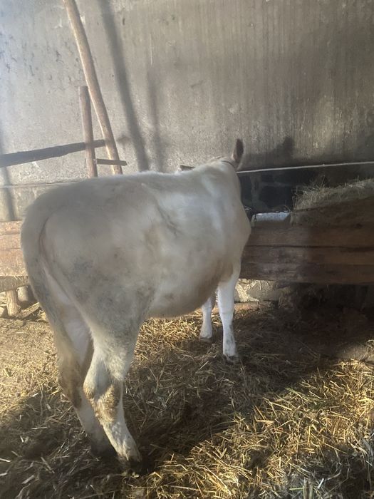 Женско теле за дамазлък