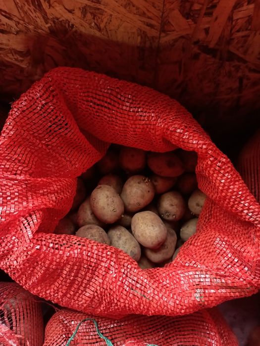 Семенной картофель