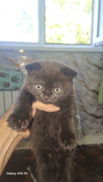 Котята шотландские веслоухие
