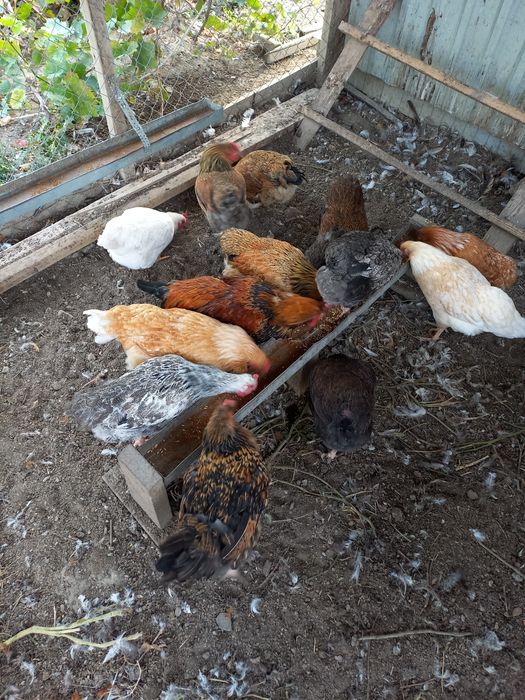 Куры, петухи домашние