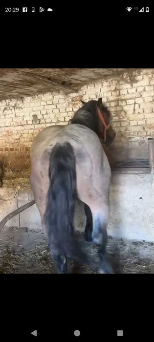 Vând cârlan semi greu