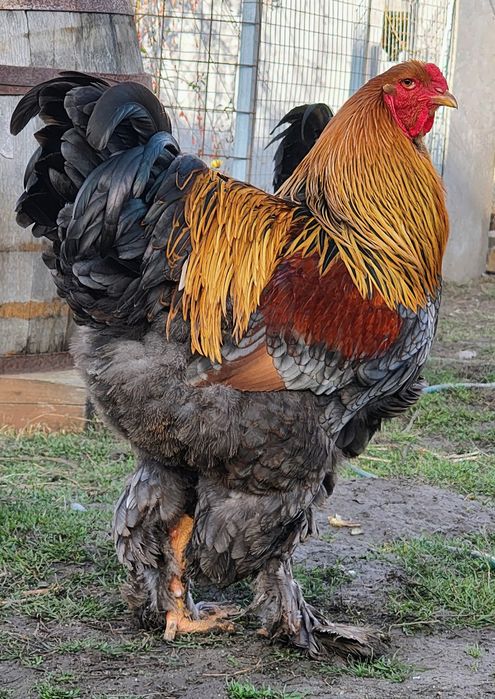 Vând cocoși Brahma Potarnichiu albastru cu benzi și Splash de BSO