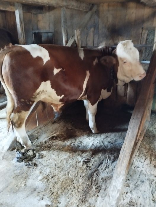 Tauri pentru montă sau sacrificat