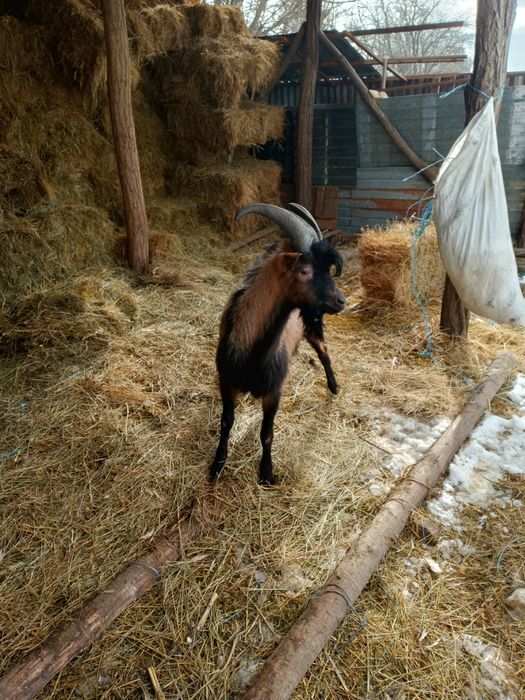 Vând țap alpin francez