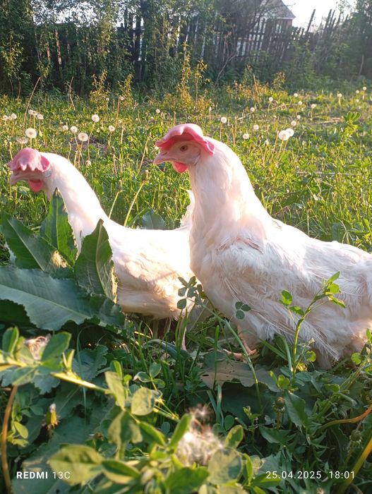 Куры несушки белые