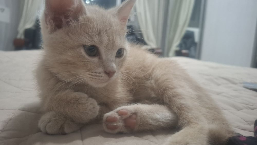 Котенок 2-3мес мальчик