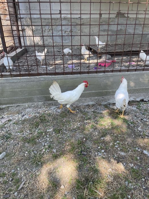 Cocoși Leghorn Alb