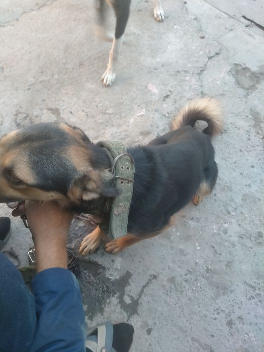 Продам собаку кобель