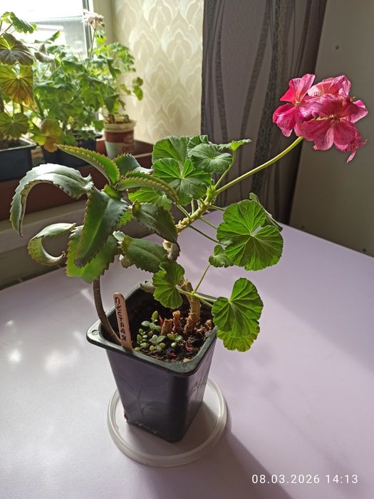 Пеларгонии, герани продам