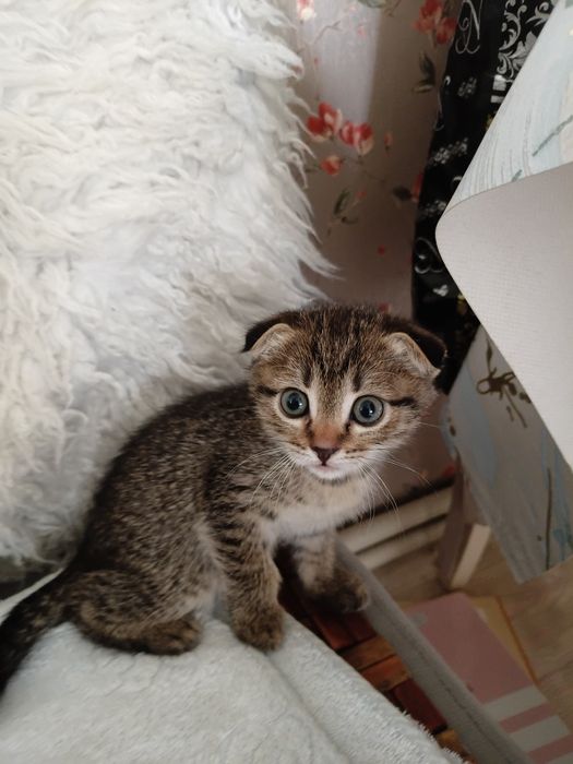 Продам вислоухих котят