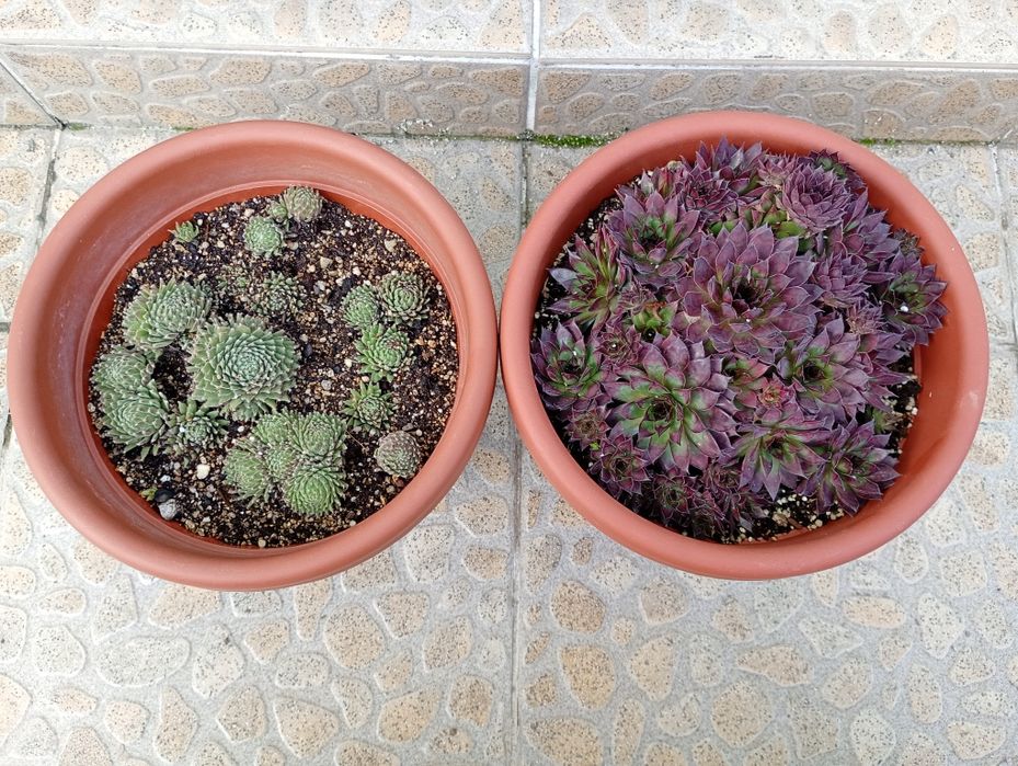 Дебелец  - Семпервивум / Кактус Мамилария / Циклами