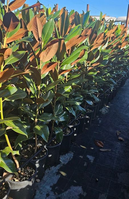 Leylandy cupressocyparis (tuia leylandii)
La o calitate superioara pre