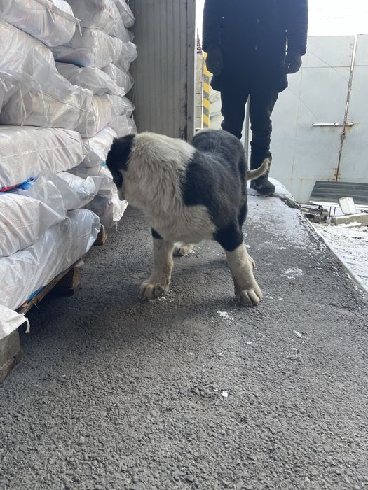 Алабай күшік сатылады