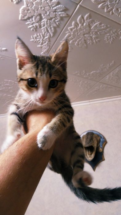 Котейка ищет новый дом