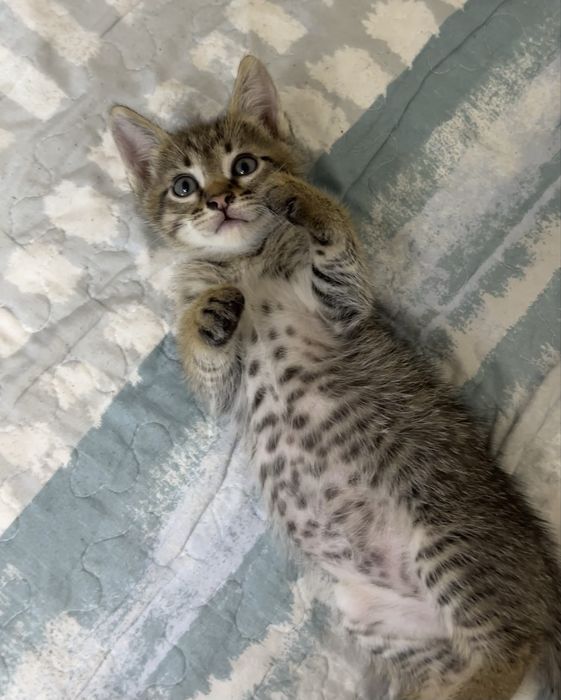 Отдам котят в добрые руки