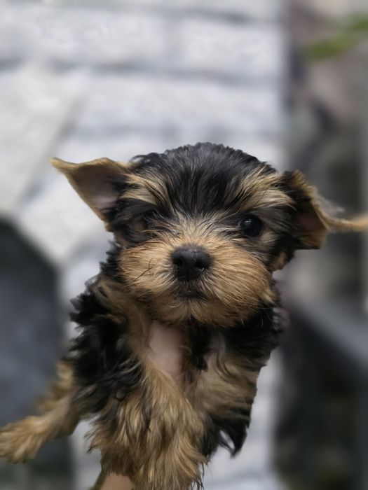 Йоркширский терер кобель