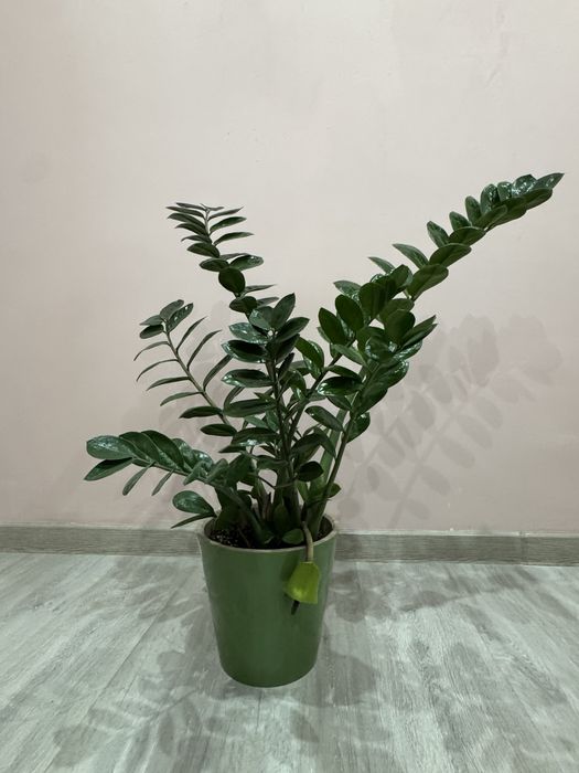 Долларовое дерево