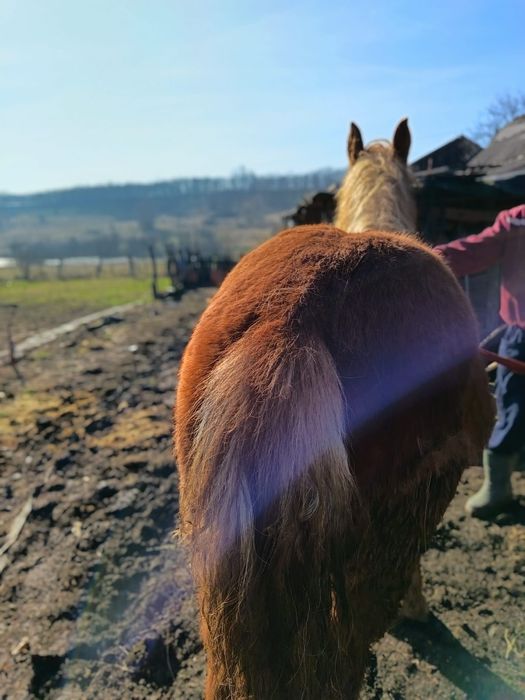 De vanzare iapa si manz
