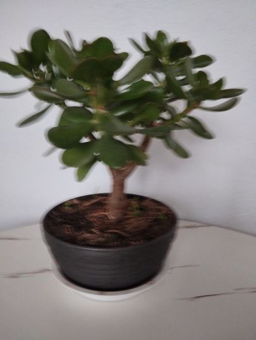 Крассула, толстяка, монетное дерево.