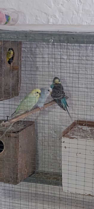 Вальнисти попугай