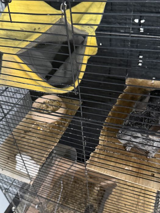 Шиншиллы, мальчик и девочка