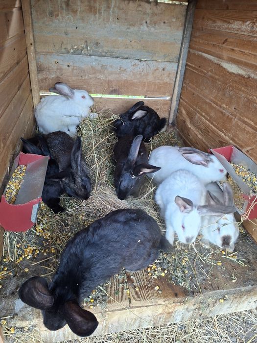 Vând iepuri toate vârstele