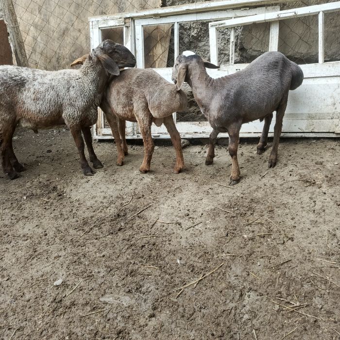 Кузи куйлар сотувда