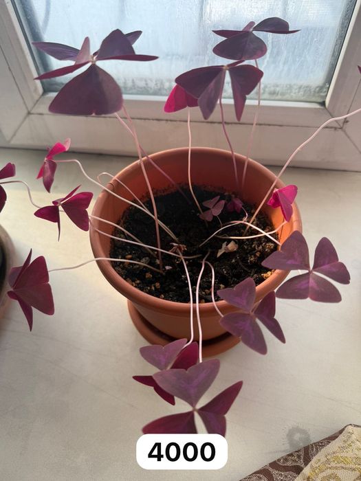 Продам разные комнатные цветы