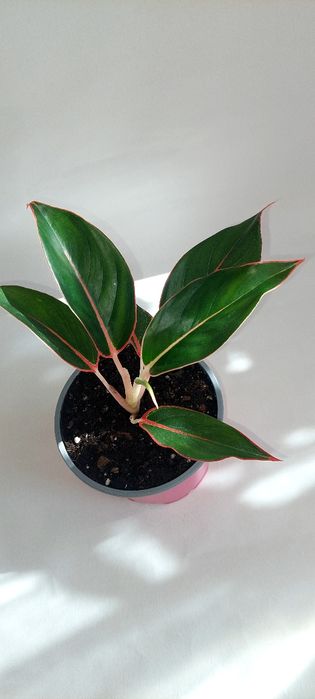 Продам  Аглонемы