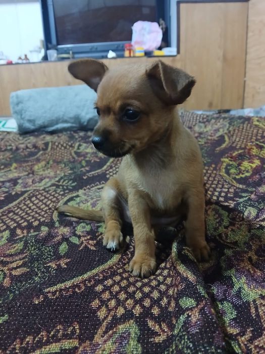 Очаровательные чихуашки