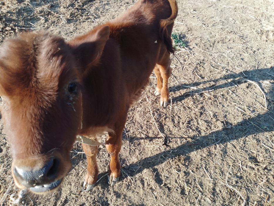 Ona bola sigir kafolati bilan