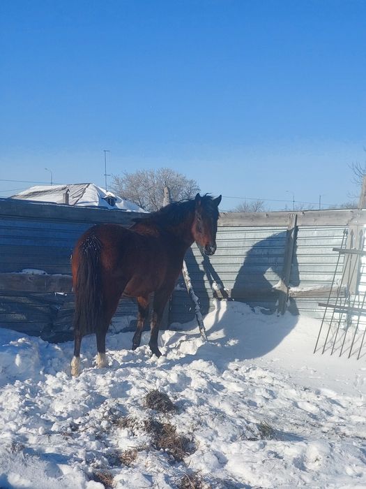 Продам кобылу англ