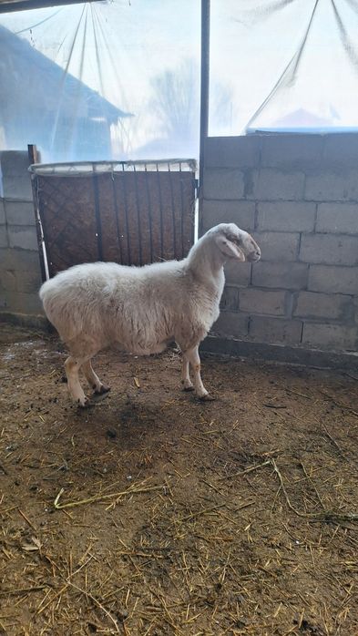 Ассалам Алейкум продаётся переярка