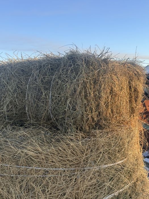 Сено в рулонах, в тюках