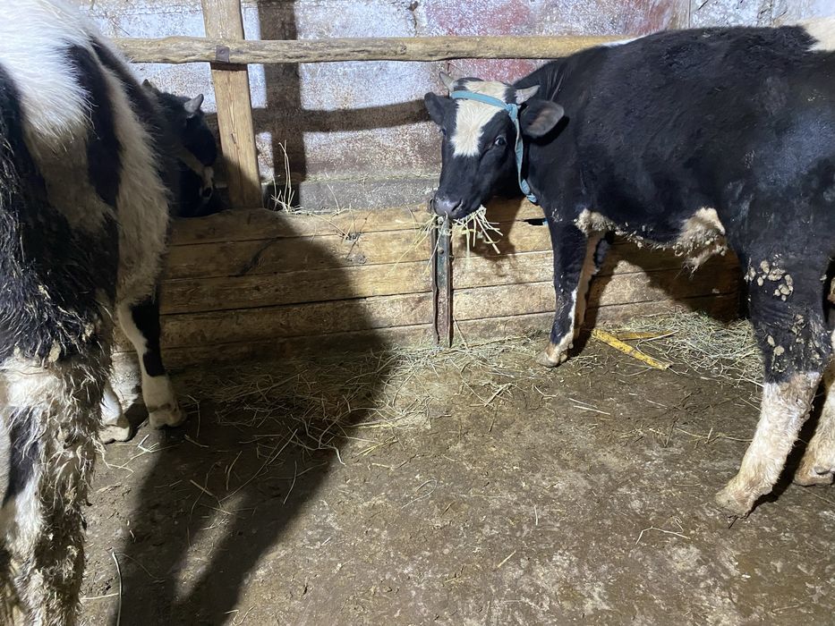 Крупно рогаты бычки