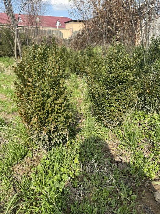 Самшит             ,