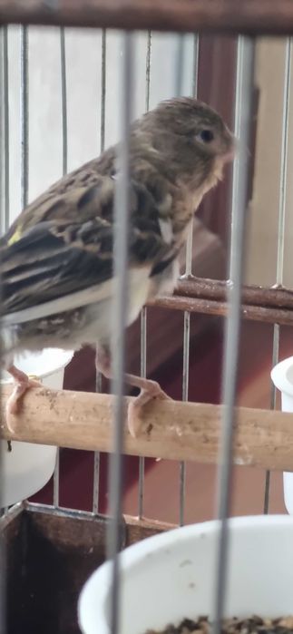 Авле молодойла 3-4 ойлик -  жуда тетик ва чиройли