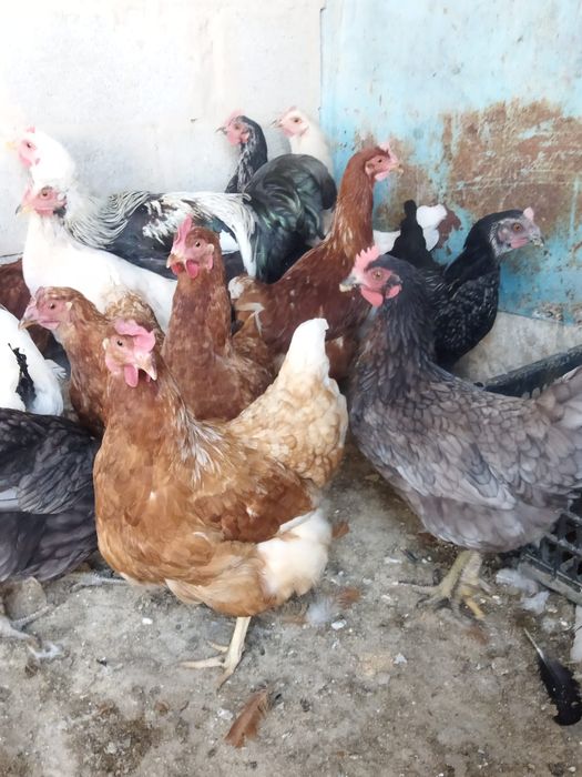 Продам куры домашние