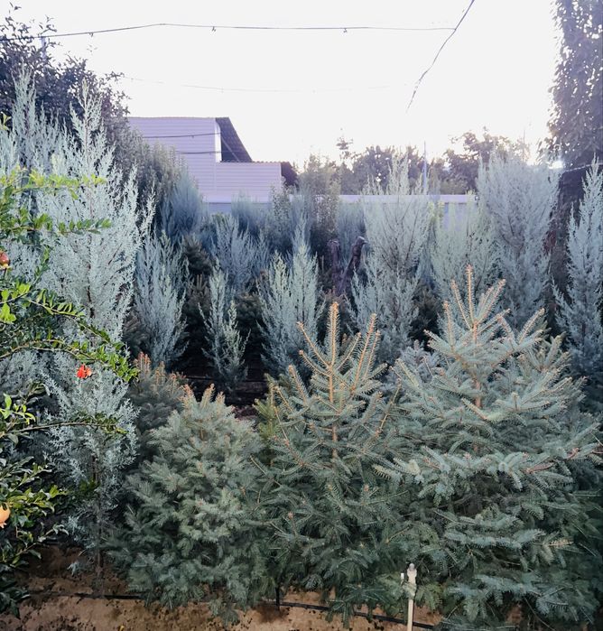 Кипарис Аризонка ва Еллар  сотувда бор