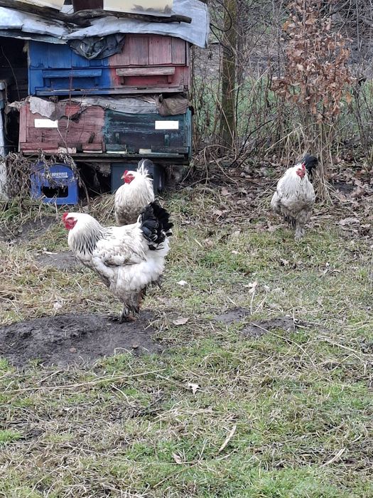 Vând cocoși rasa brahma