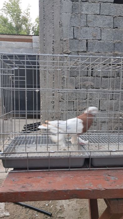 Продам капкан самец.