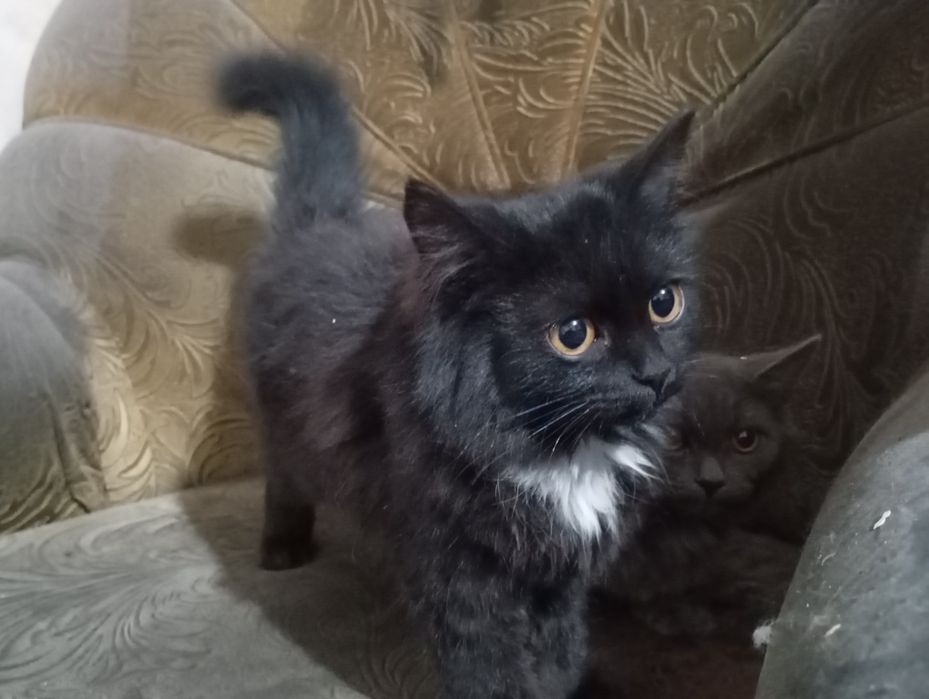 Котята обычные отдам бесплатно