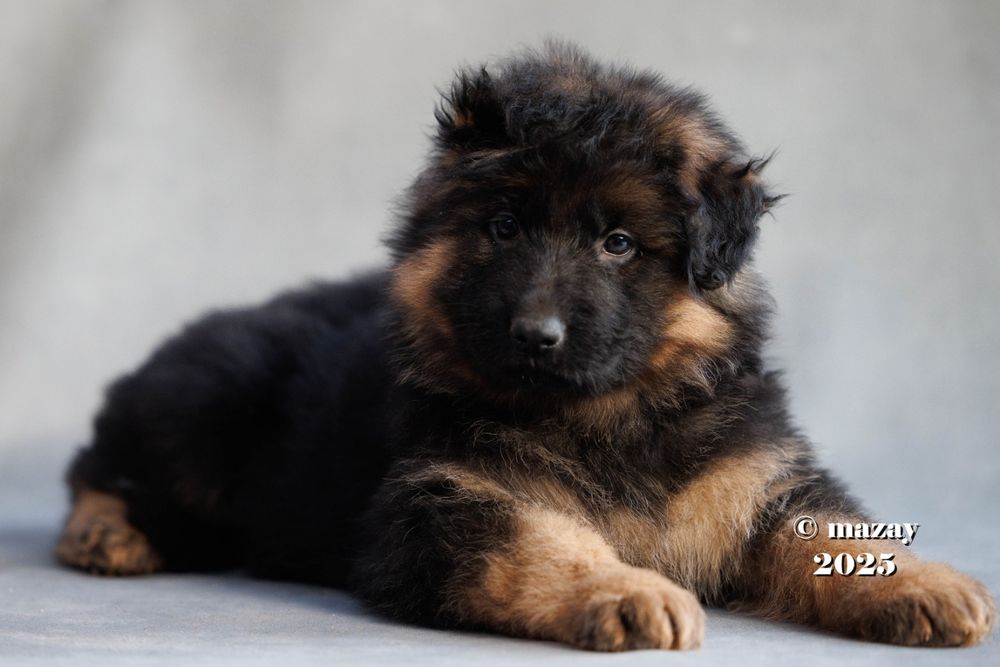 Щенки немецкой овчарки длинношерстной с документами