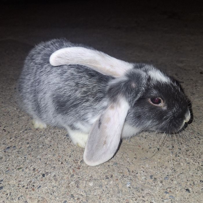 Кролики Баран(quyon)(baran)