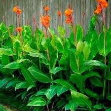 Цветы КАННА (клубни)