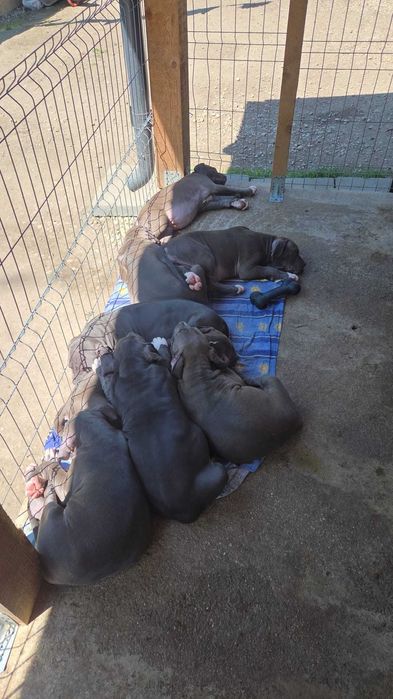 American bully xl