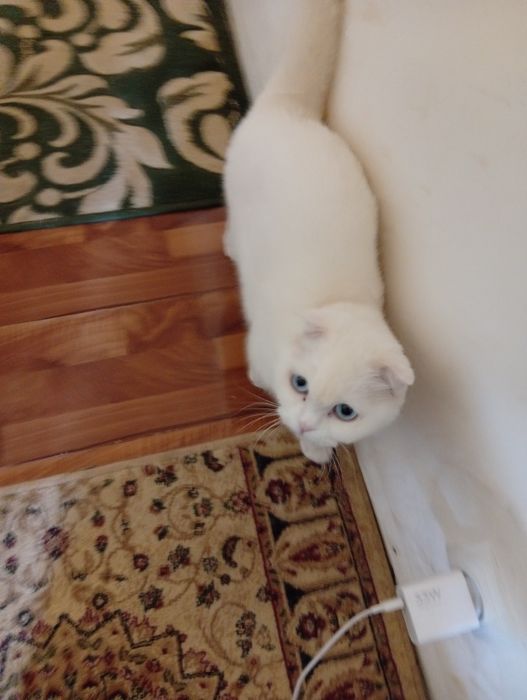Кошка вислоухая чистая белая стерильная умная домашняя